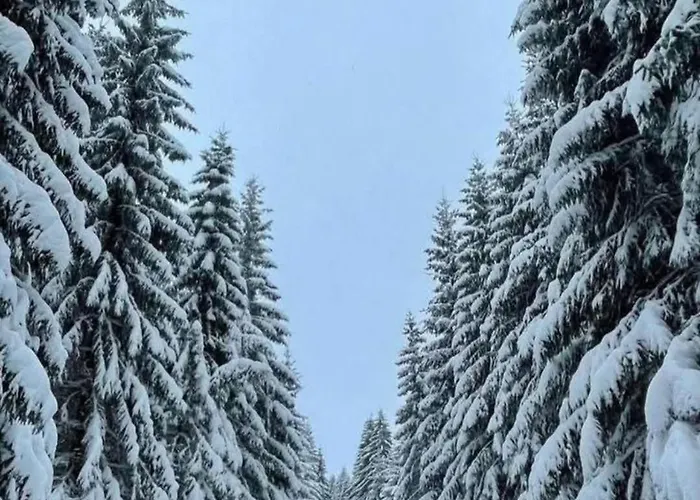 Elite B5 Hill * Kopaonik